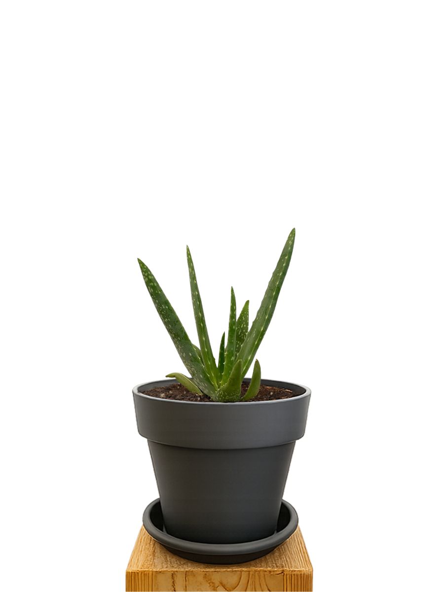 Kit de plantation 16 Anthracite